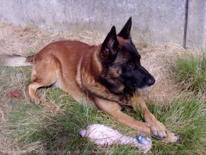 Photo de Berger belge malinois