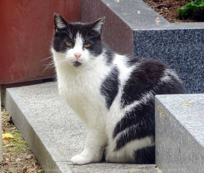 Photo de Chat domestique