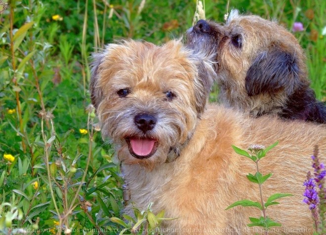 Photo de Border terrier