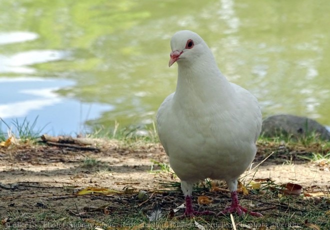 Photo de Pigeon