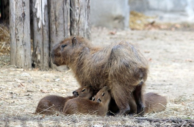 Photo de Cabiai ou capybara