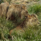 Photo de Lion