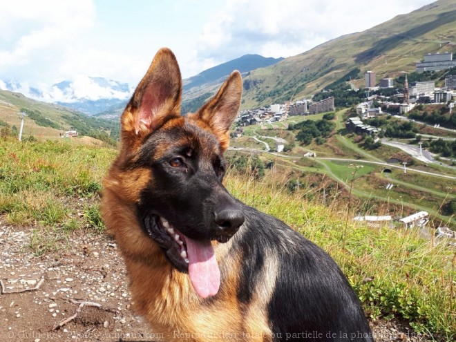 Photo de Berger allemand  poil court