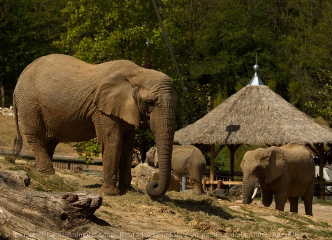 Photo d'Elphant d'afrique