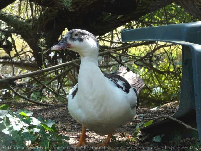 Photo de Canard