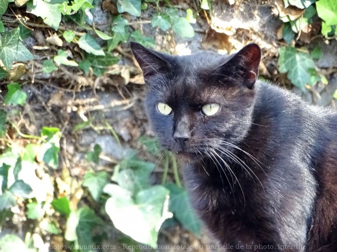 Photo de Chat domestique