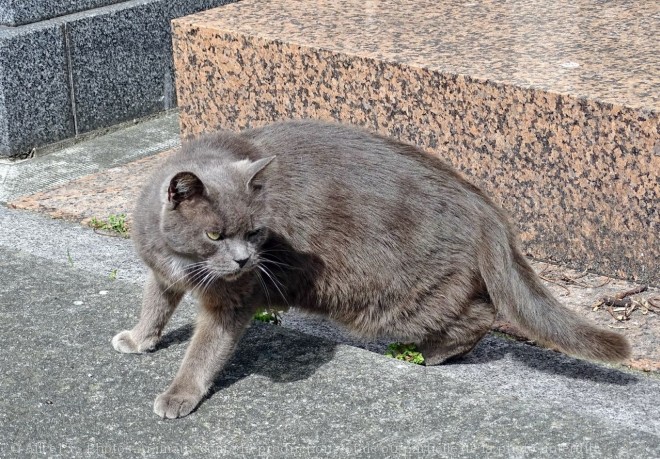 Photo de Chat domestique