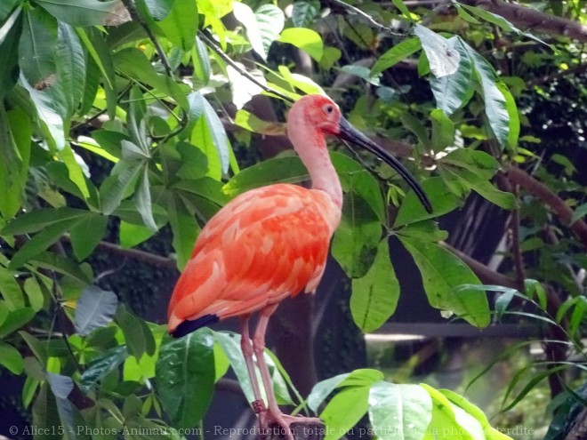 Photo d'Ibis rouge