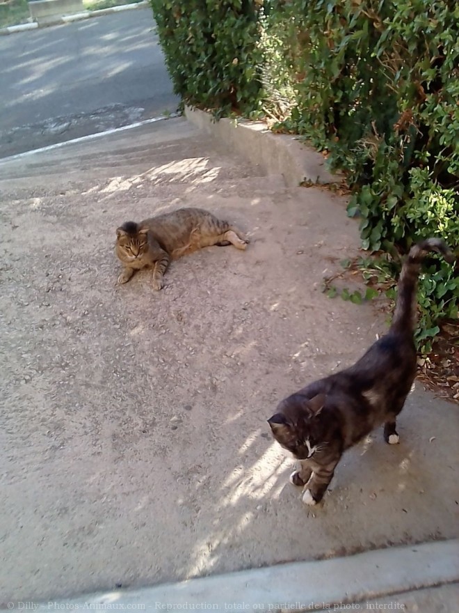 Photo de Chat domestique