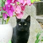 Photo de Chat domestique