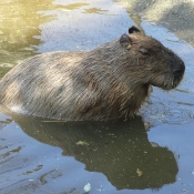 Photo de Cabiai ou capybara