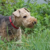 Photo d'Airedale terrier