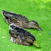 Photo de Canard colvert