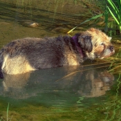 Photo de Border terrier