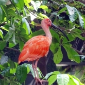 Photo d'Ibis rouge