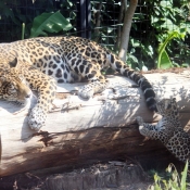 Photo de Jaguar