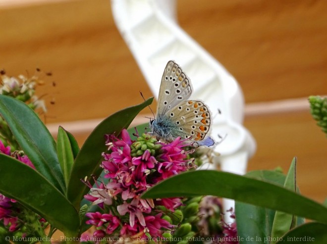 Photo de Papillon - l'azur du gent