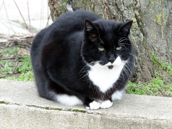 Photo de Chat domestique