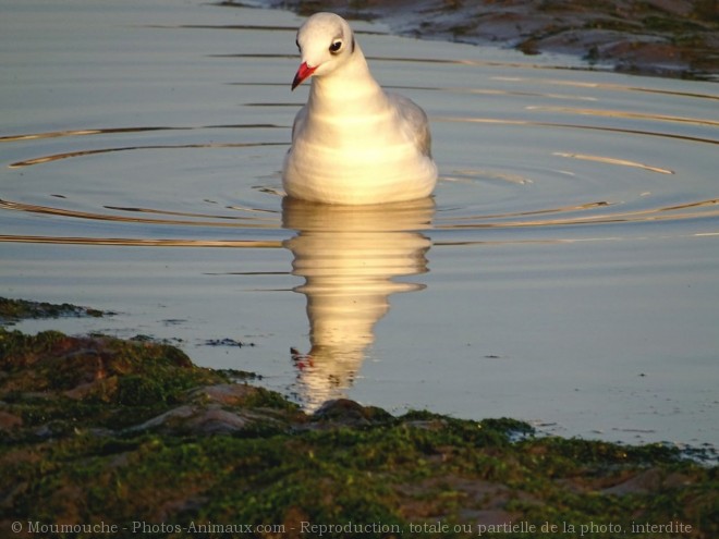 Photo de Mouette