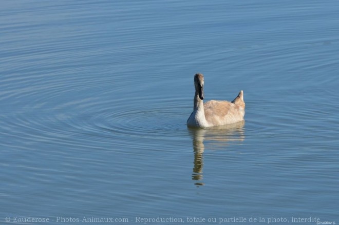 Photo de Cygne