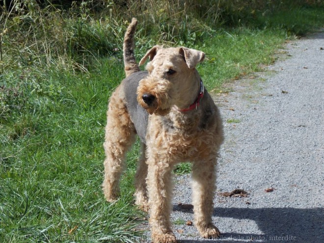 Photo d'Airedale terrier