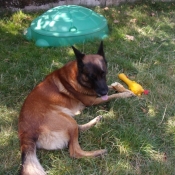 Photo de Berger belge malinois