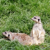 Photo de Suricate