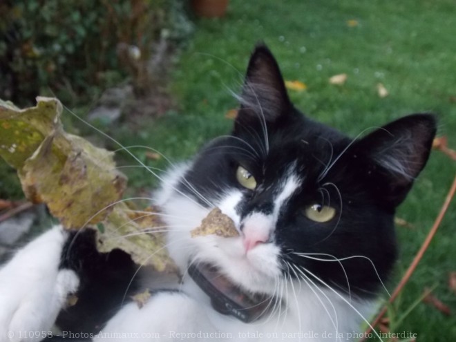 Photo de Chat domestique