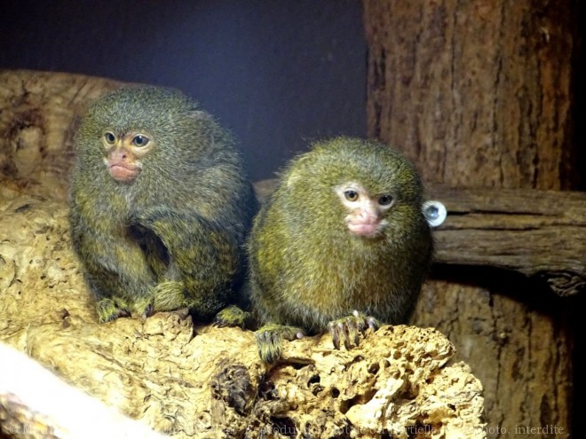 Photo de Singe - ouistiti pygme