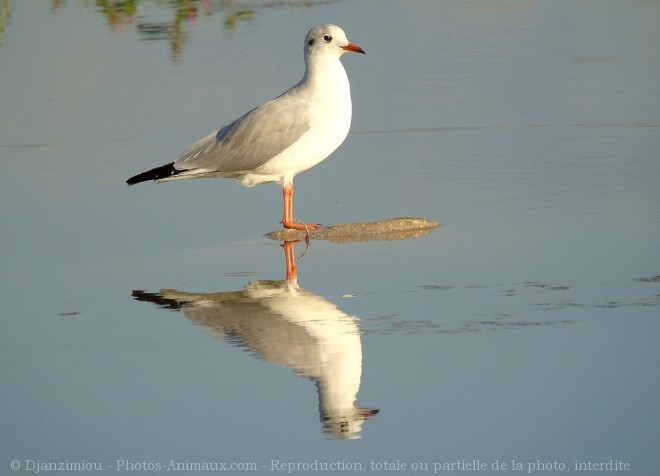 Photo de Mouette