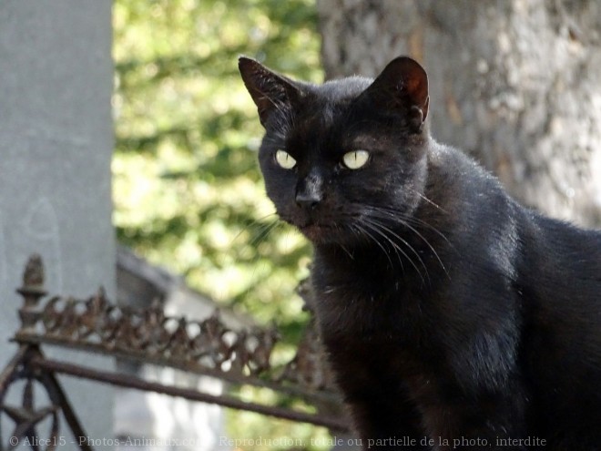 Photo de Chat domestique