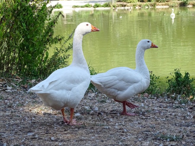 Photo d'Oie blanche