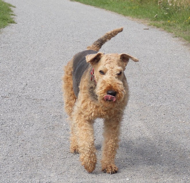 Photo d'Airedale terrier