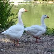 Photo d'Oie blanche