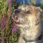 Photo de Border terrier