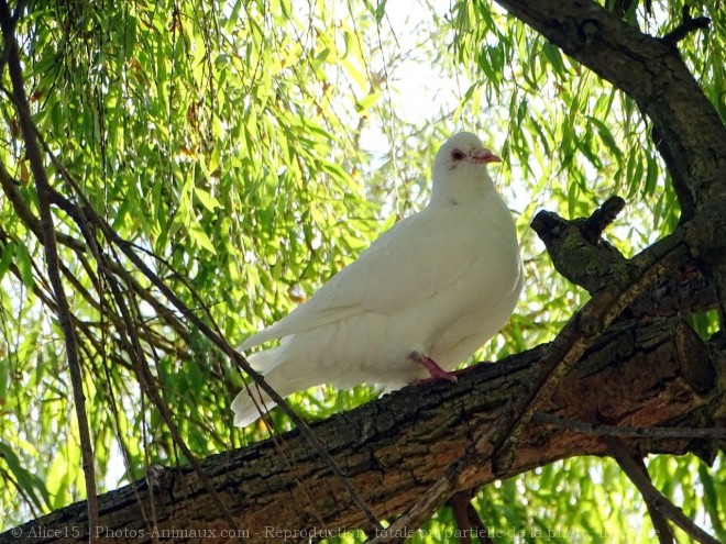 Photo de Pigeon