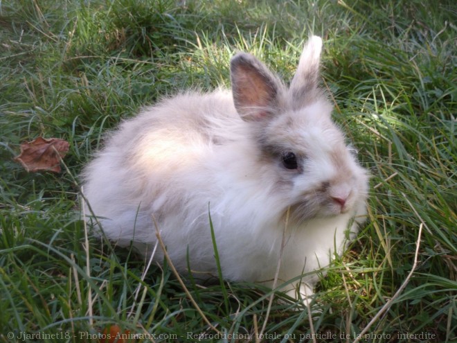 Photo de Lapin