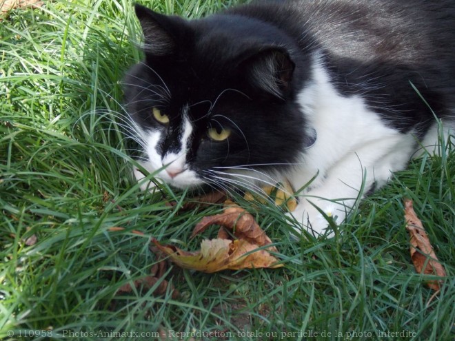 Photo de Chat domestique