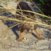 Photo de Border terrier