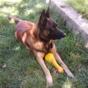 Photo de Berger belge malinois