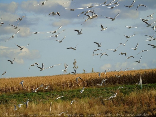 Photo de Mouette