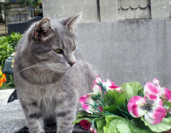 Photo de Chat domestique