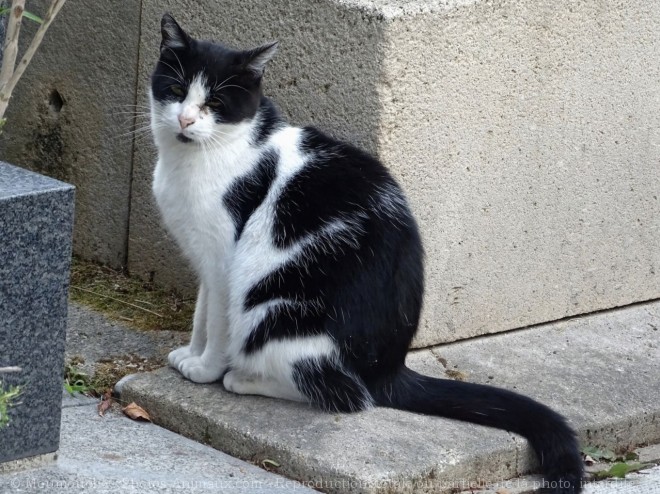 Photo de Chat domestique