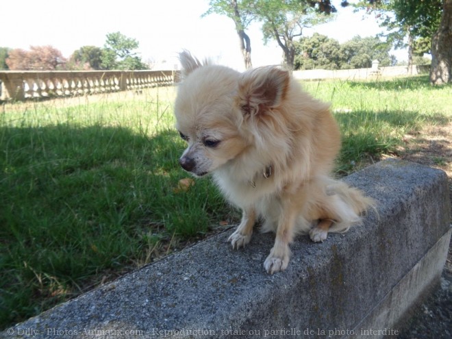 Photo de Chihuahua  poil long