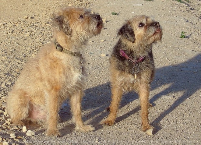 Photo de Border terrier