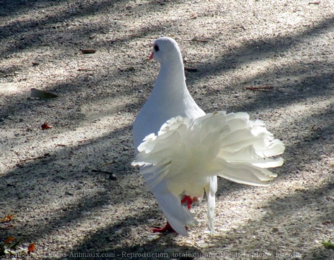 Photo de Colombe