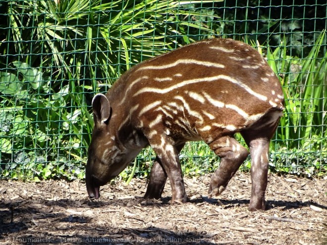 Photo de Tapir