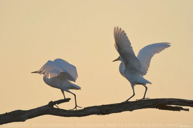 Photo d'Aigrette