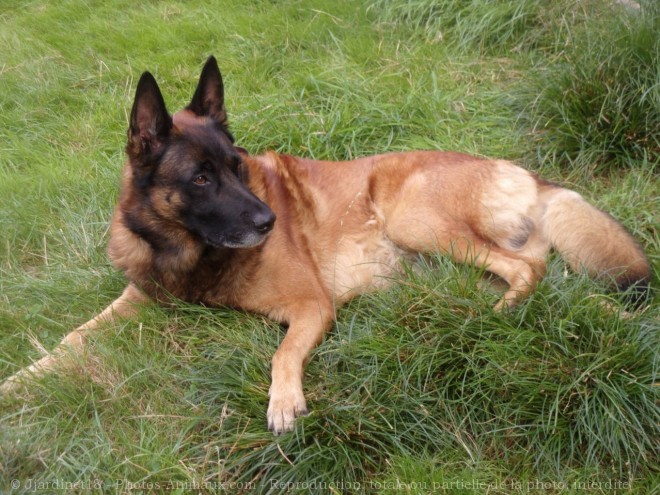 Photo de Berger belge malinois