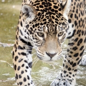 Photo de Jaguar